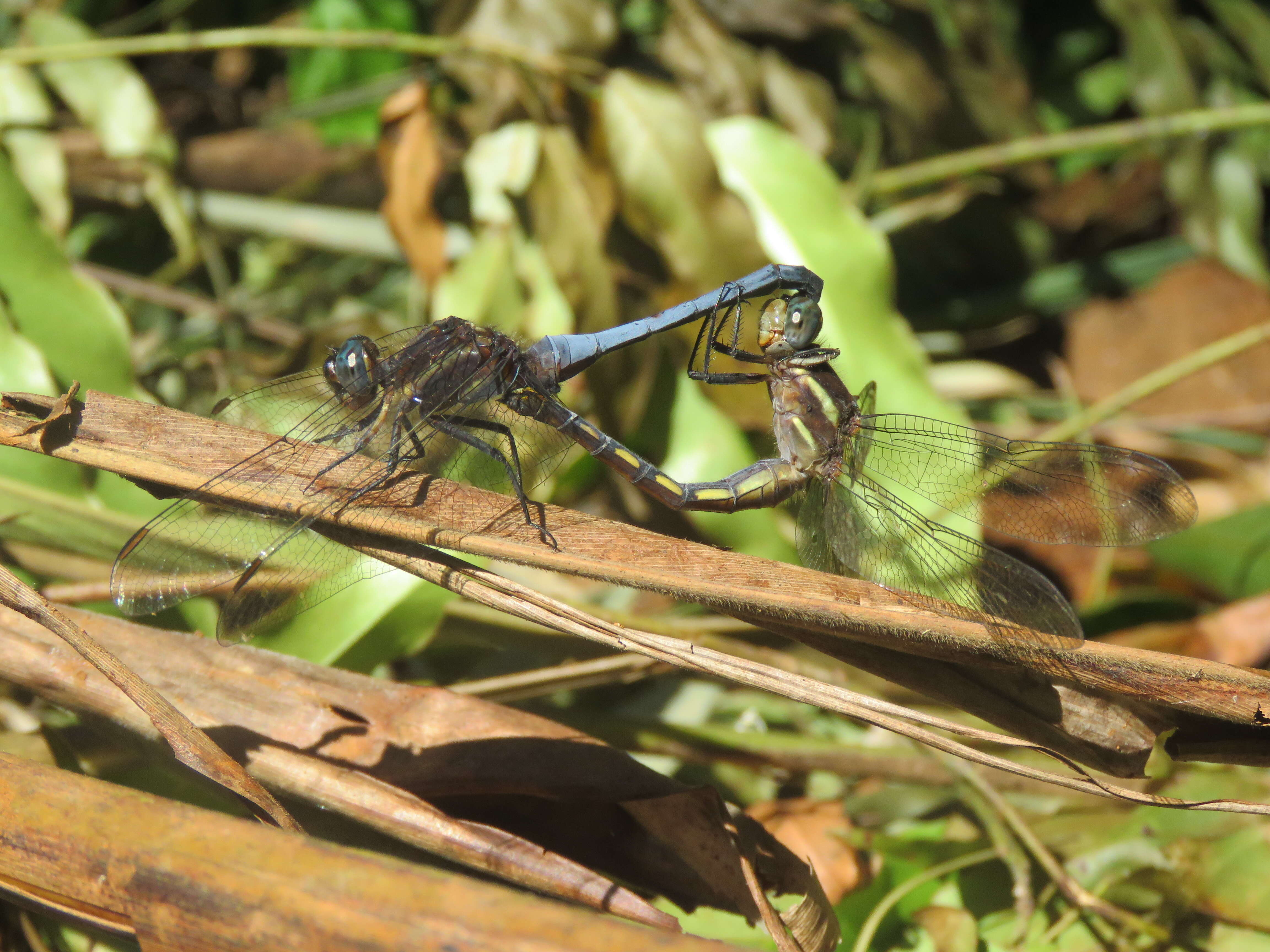 Image of blue marsh hawk