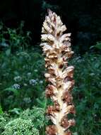 Imagem de Orobanche reticulata Wallr.