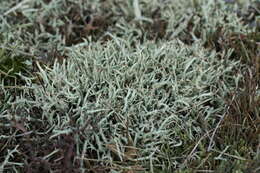 Image of Thorn cladonia