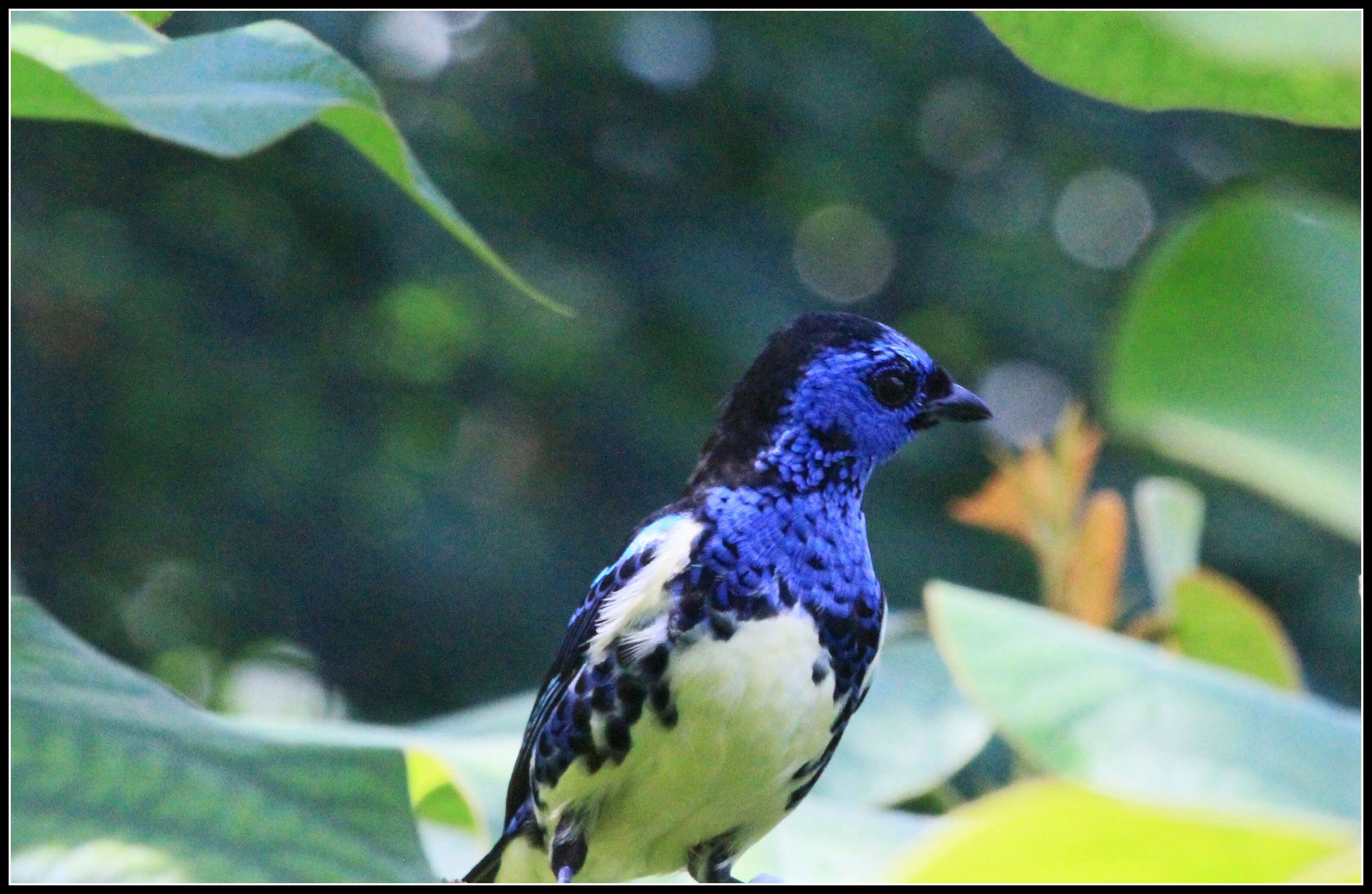 Image of Turquoise Tanager