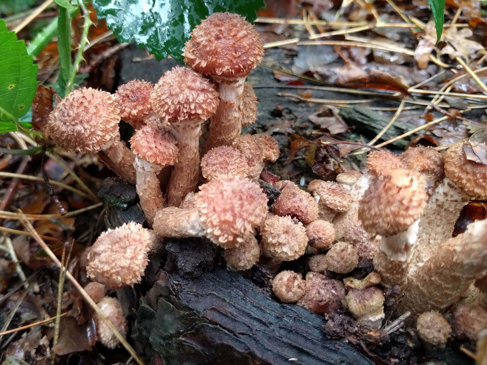 Image of Armillaria ostoyae (Romagn.) Herink 1973