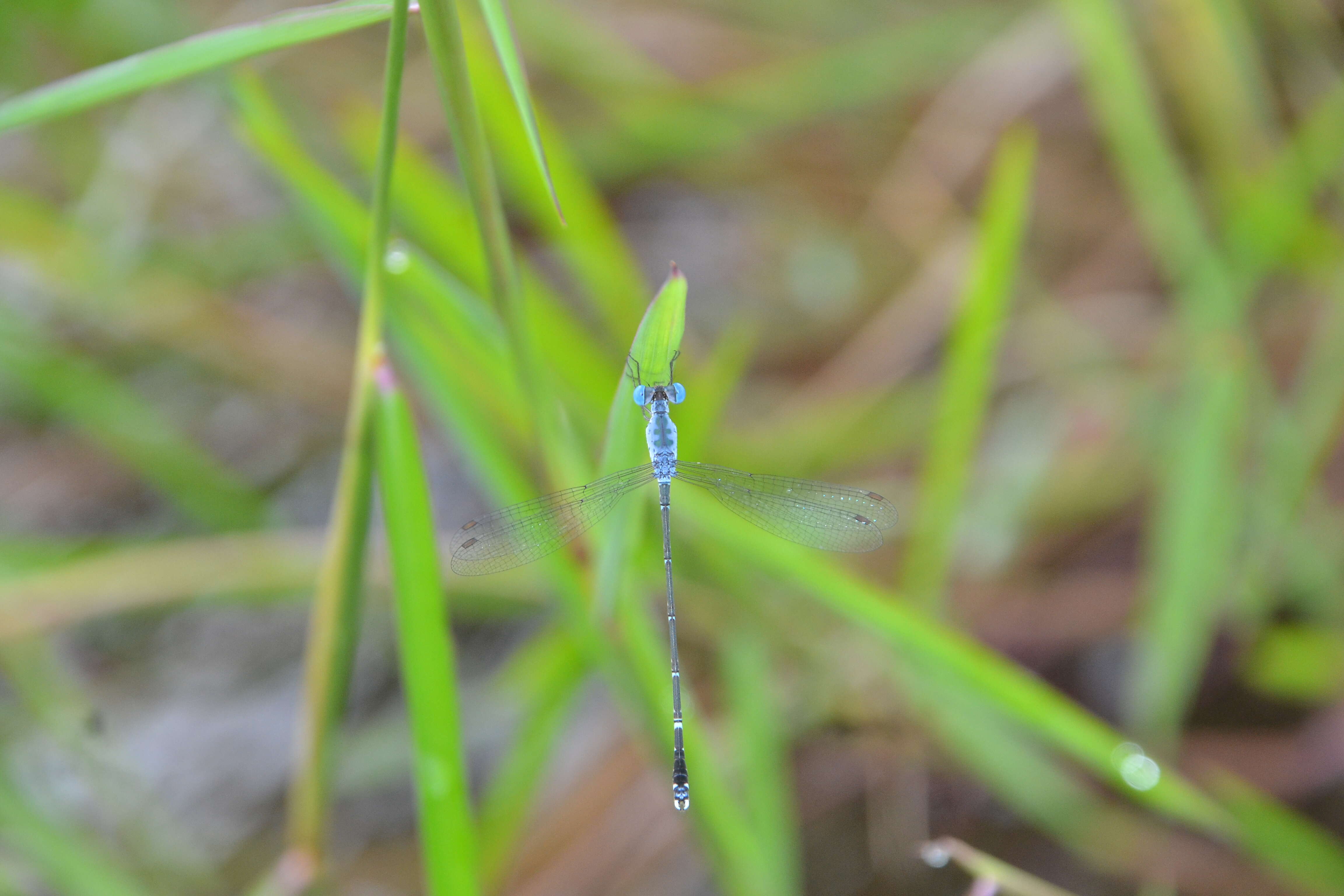 Image de Lestes praemorsus Hagen ex Selys 1862