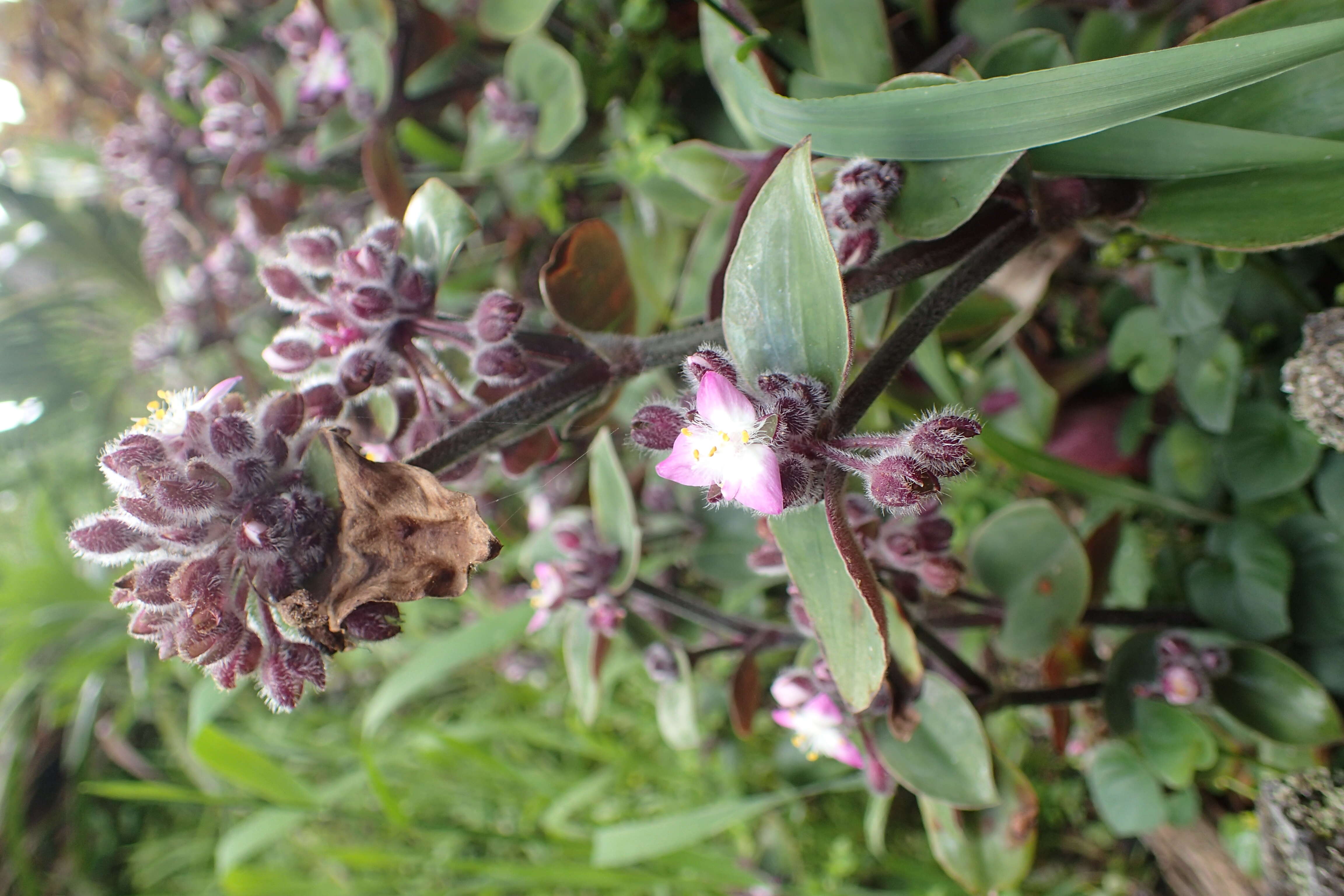 Image of Tradescantia cerinthoides Kunth