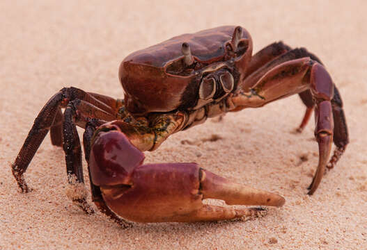 Image of brown land crab