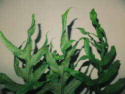 Image of monarch fern