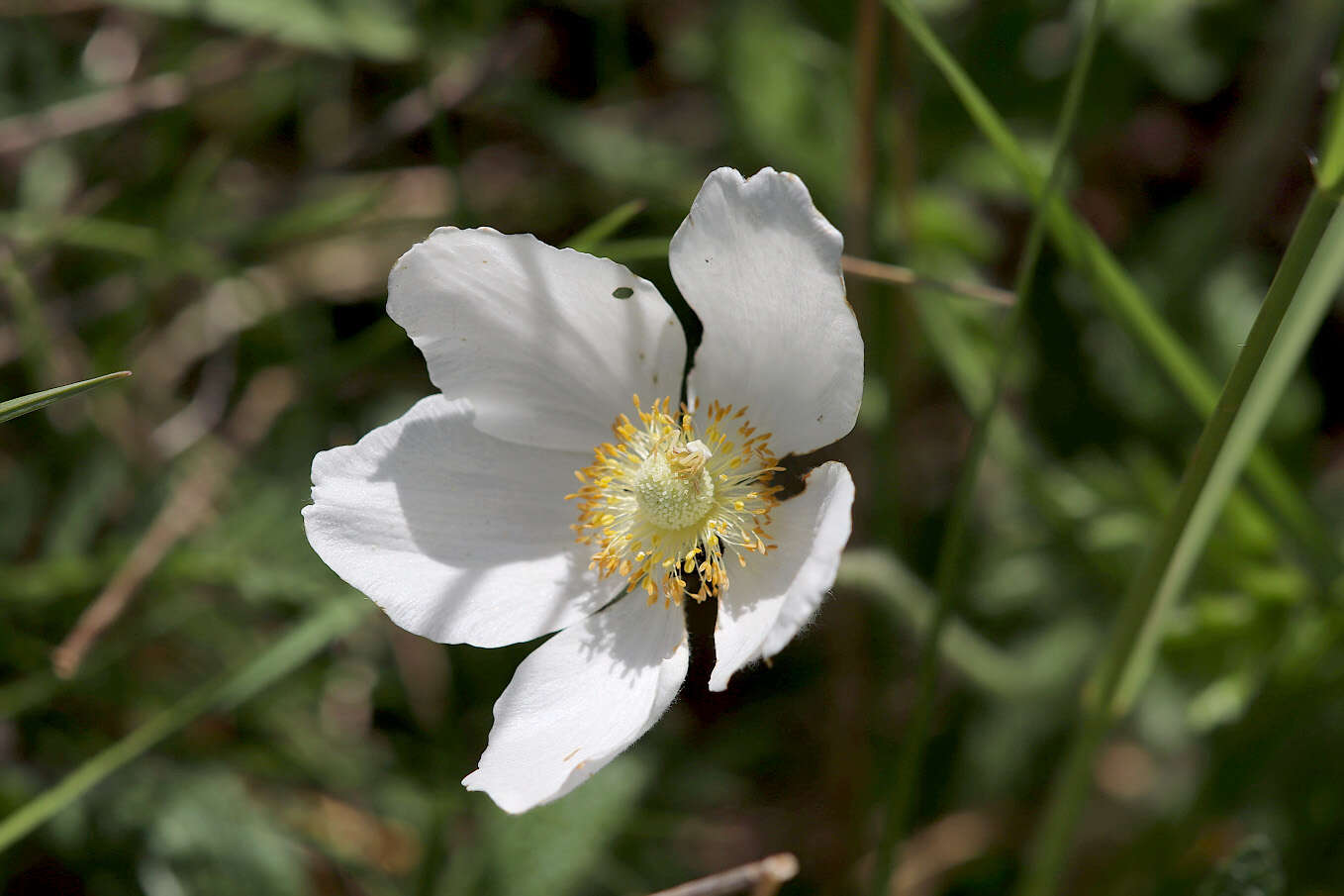 Image of Snowdrop Anemone