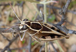 Image of Calliptamus barbarus (Costa & O. G. 1836)