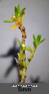 Image of water pygmyweed