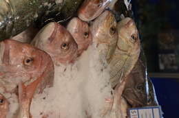 Image of Bream