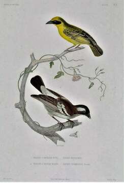 Image of Little Weaver