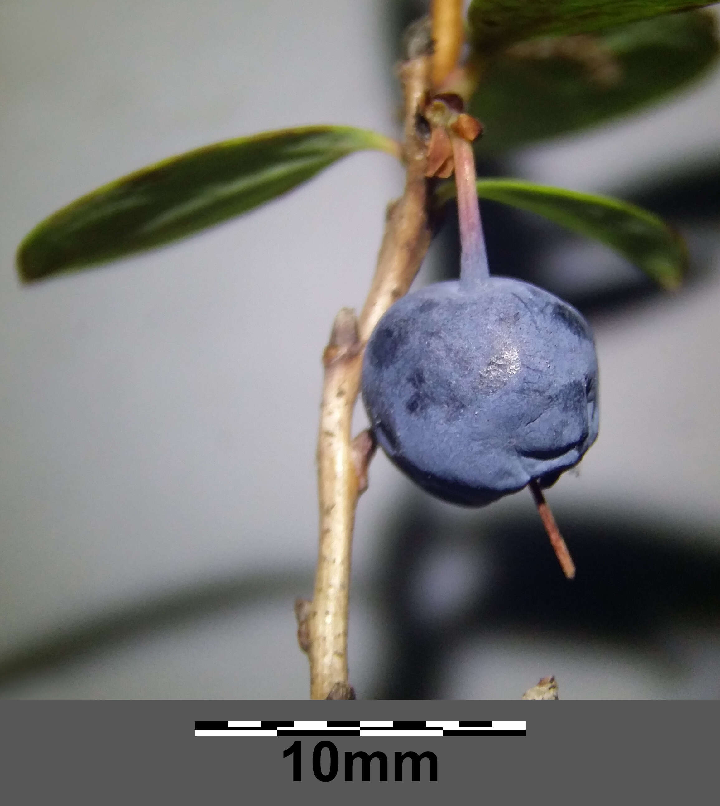 Image of alpine bilberry