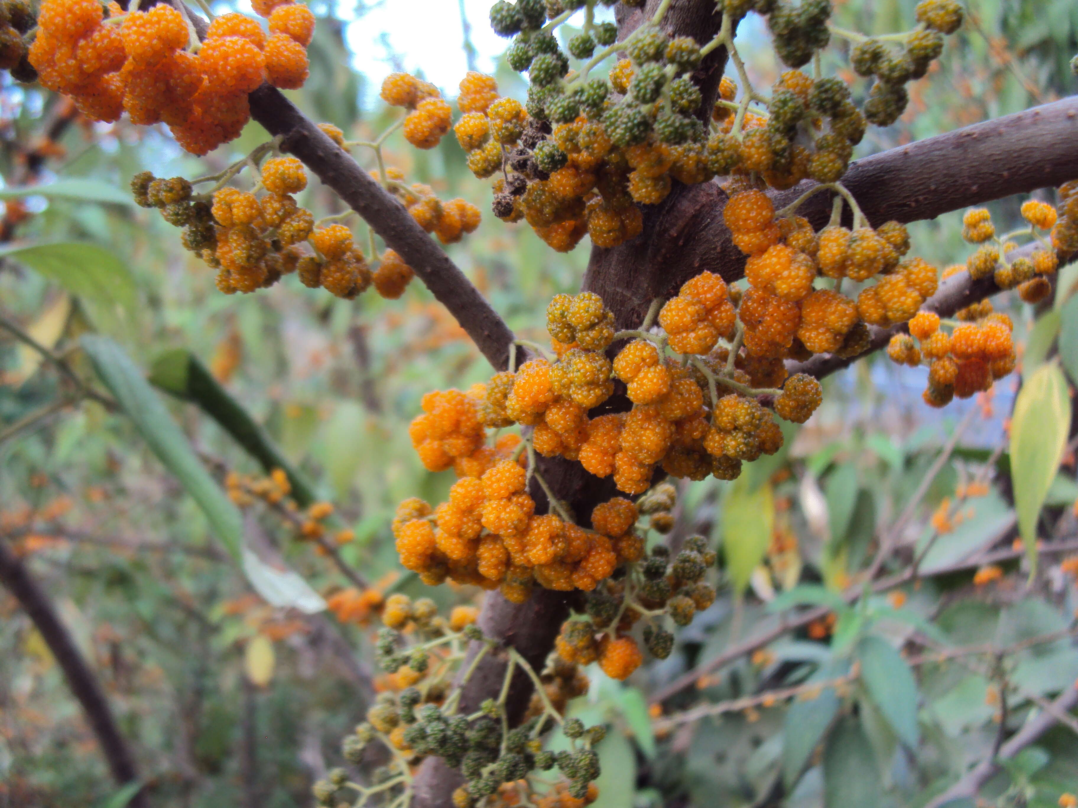 Imagem de Debregeasia longifolia (Burm. fil.) Wedd.