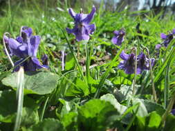 Image of sweet violet