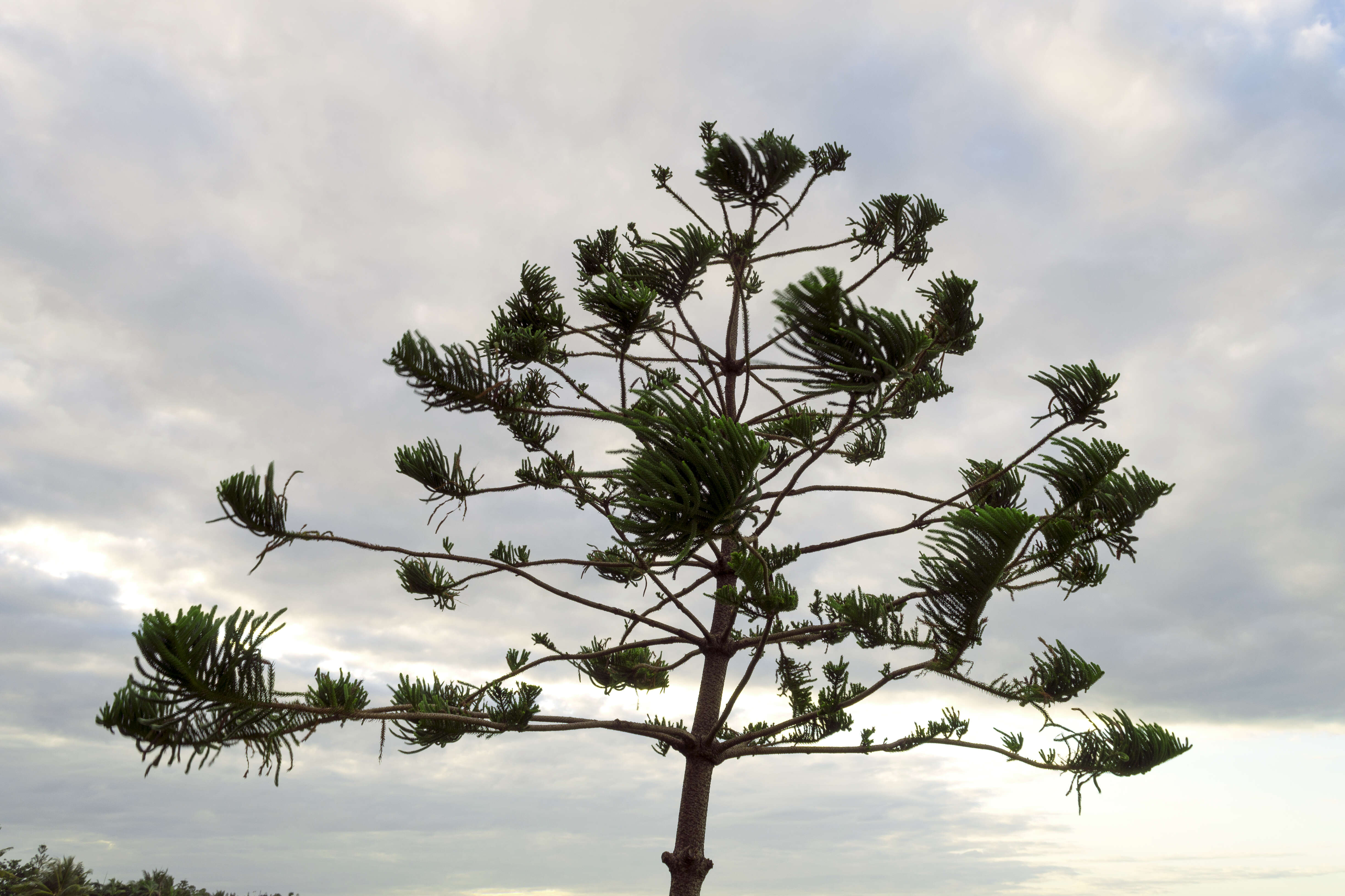 Image of Colonial Pine