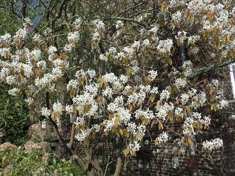 Imagem de Amelanchier arborea (Michx. fil.) Fern.