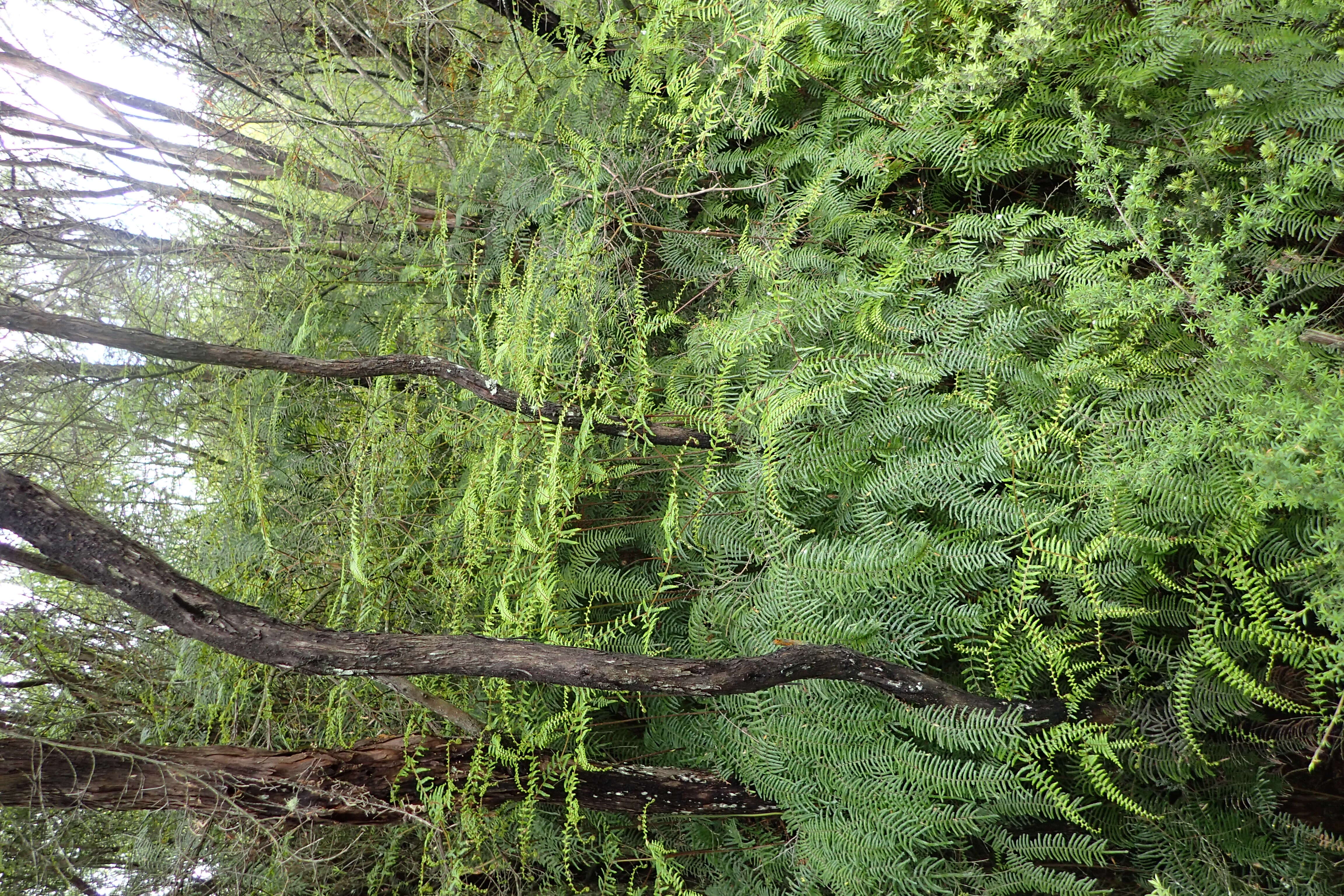 Image of Gleichenia microphylla R. Br.