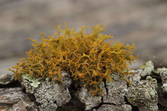 Image of teloschistes lichen