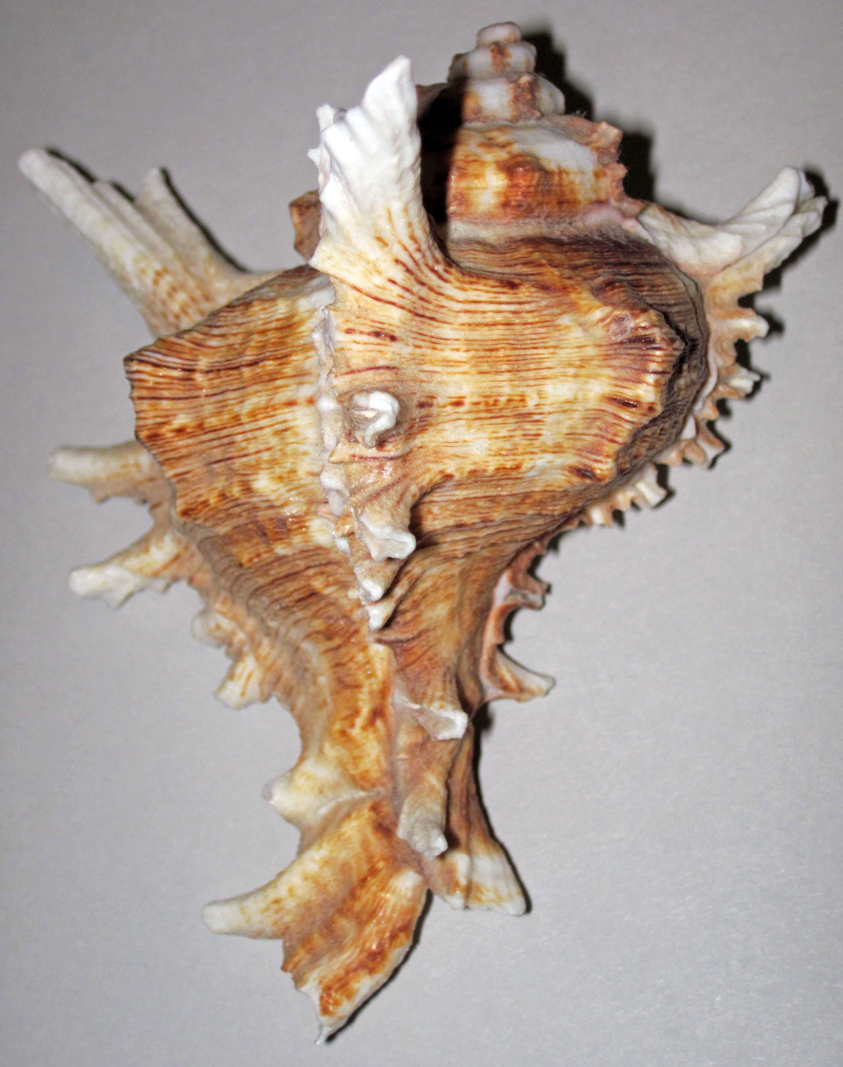 Image of murex snails