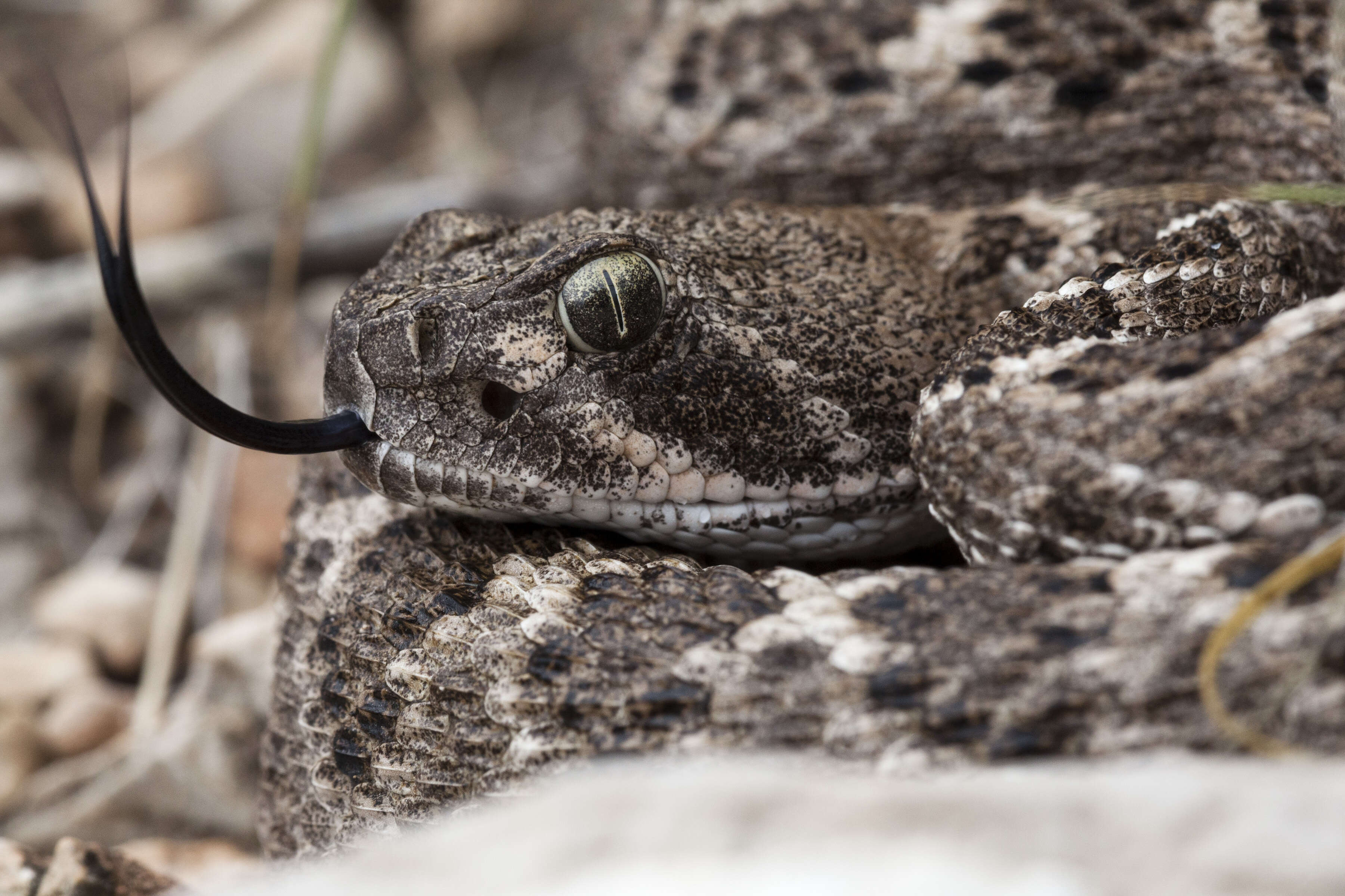 Image of Western Diamond-backed Rattlesnake