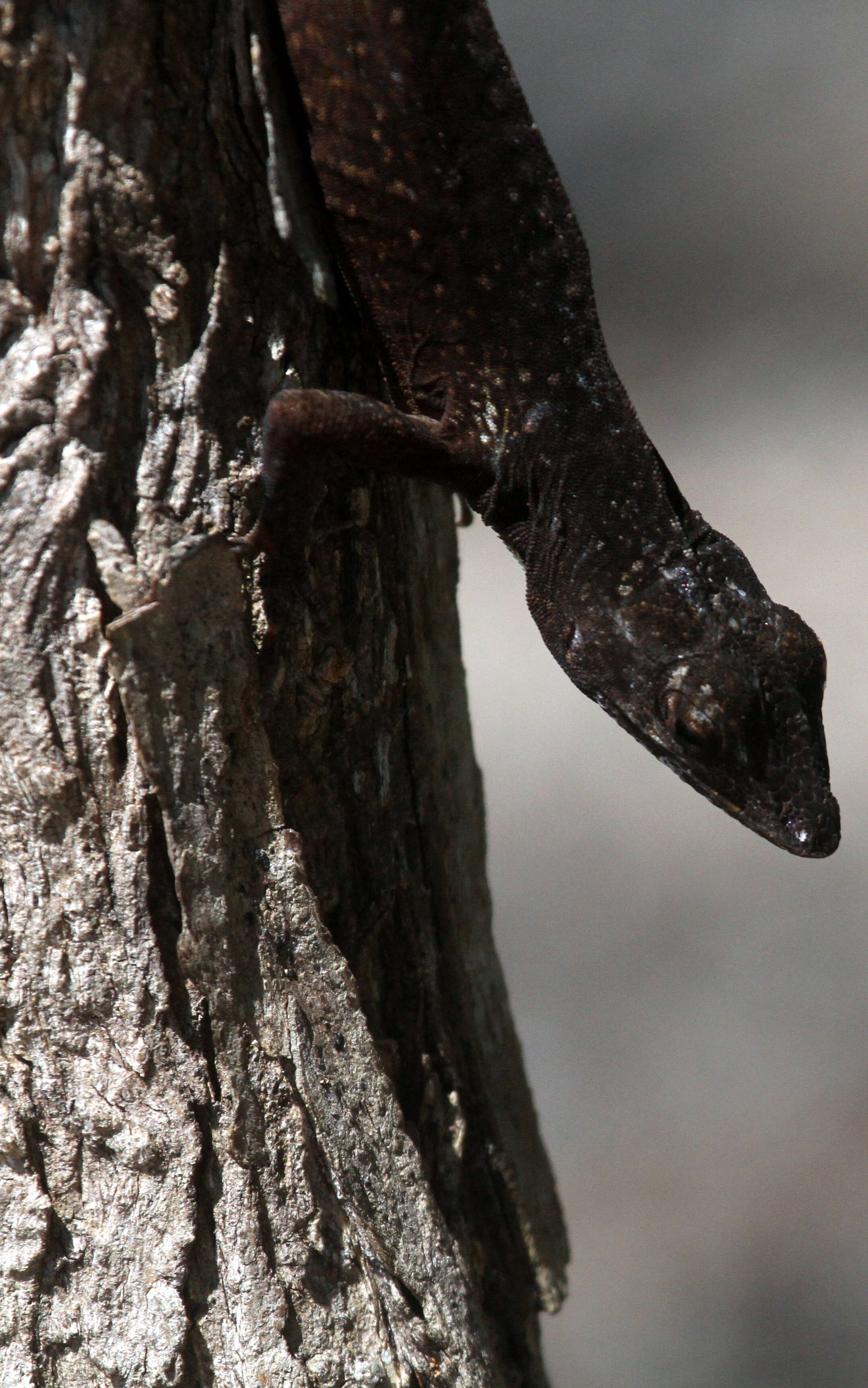 Image of Bahaman brown anole