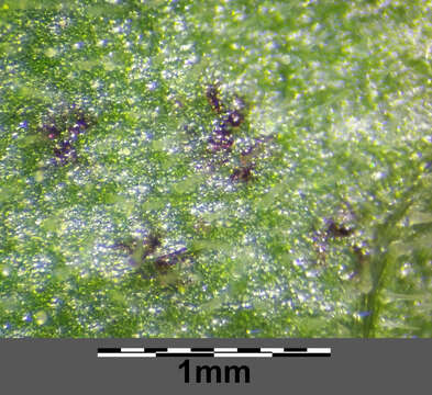 Слика од Lysimachia punctata L.