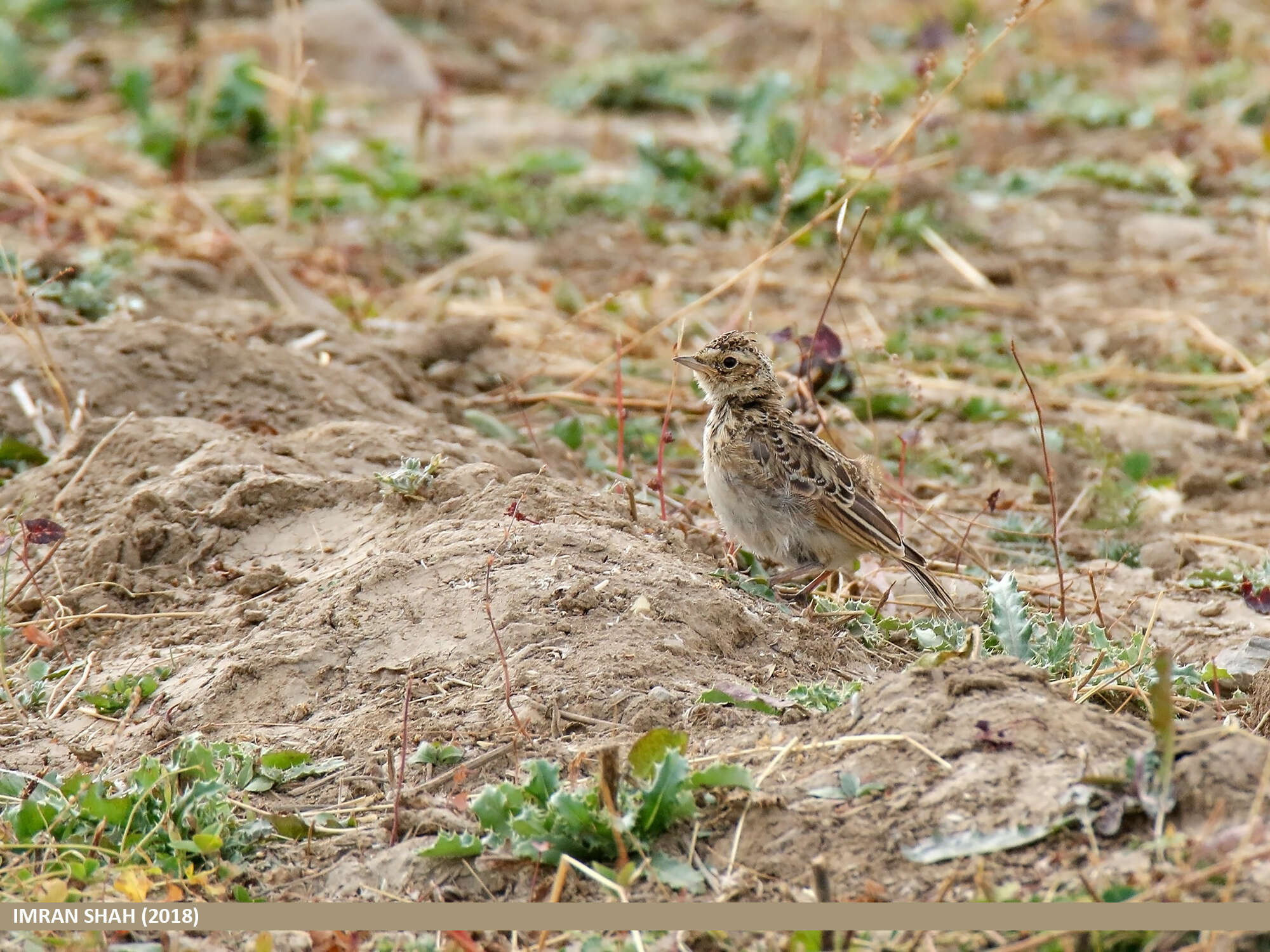 Image of Oriental Skylark