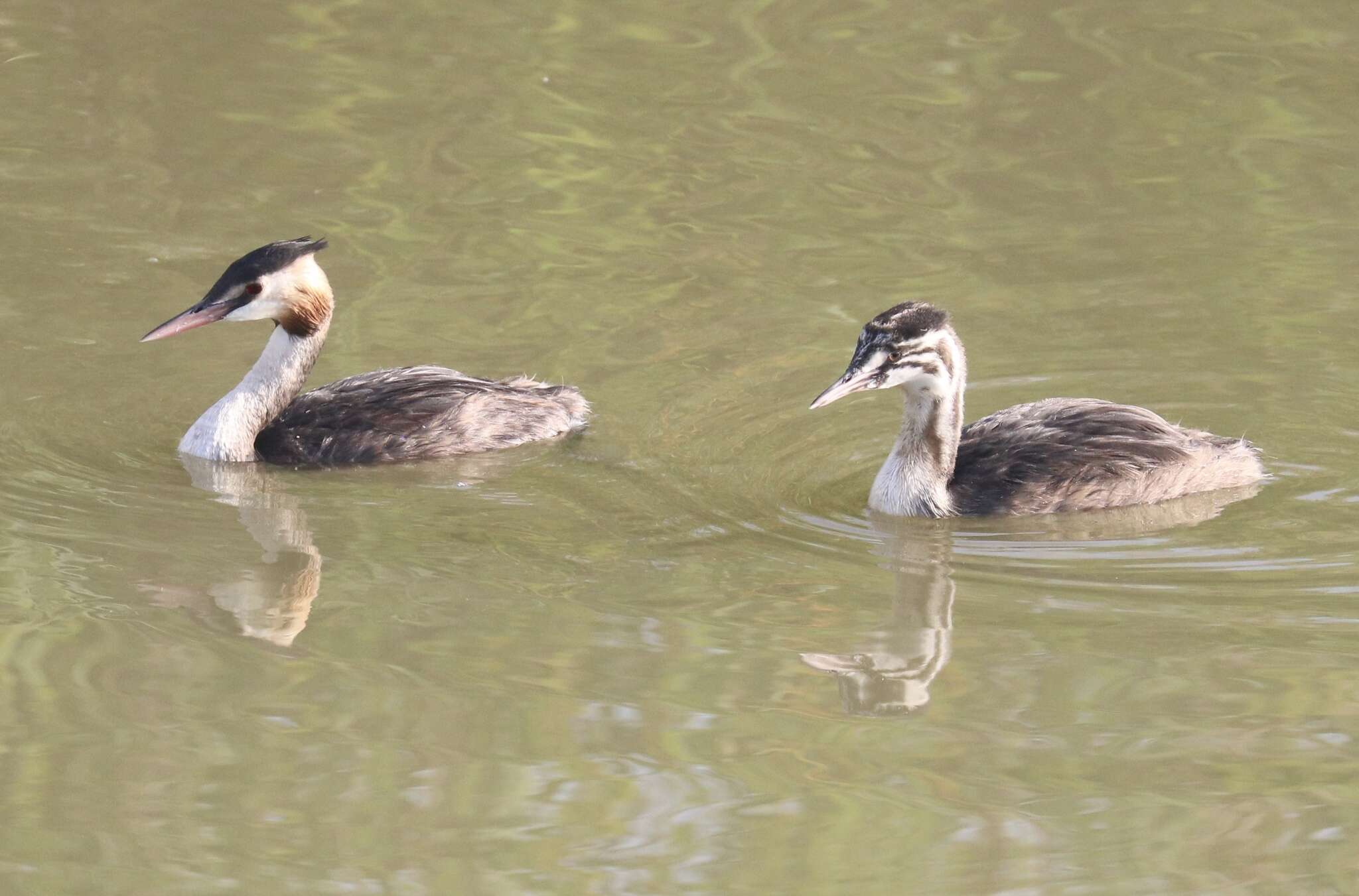 Image of Podiceps Latham 1787