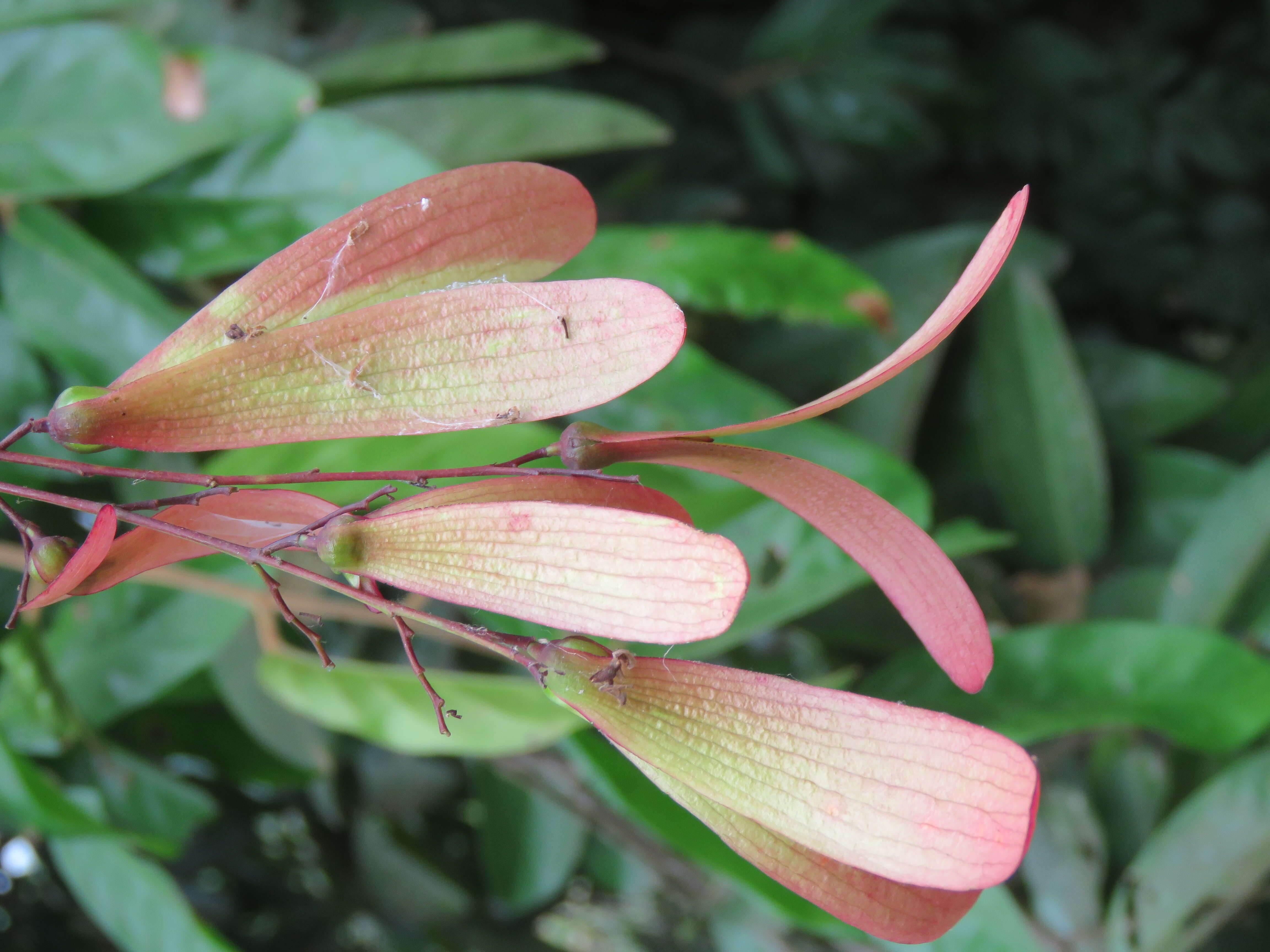 Image of Hopea ponga (Dennst.) D. J. Mabberley