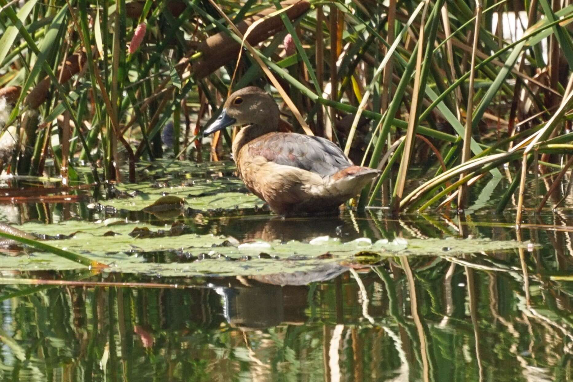 Image of Lesser Whistling Duck