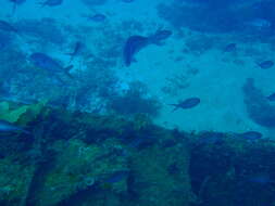 Image of Blue morwong