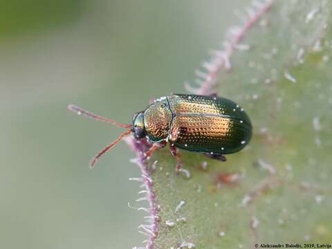 Image of Crepidodera fulvicornis