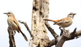 Image of Kalahari Scrub Robin