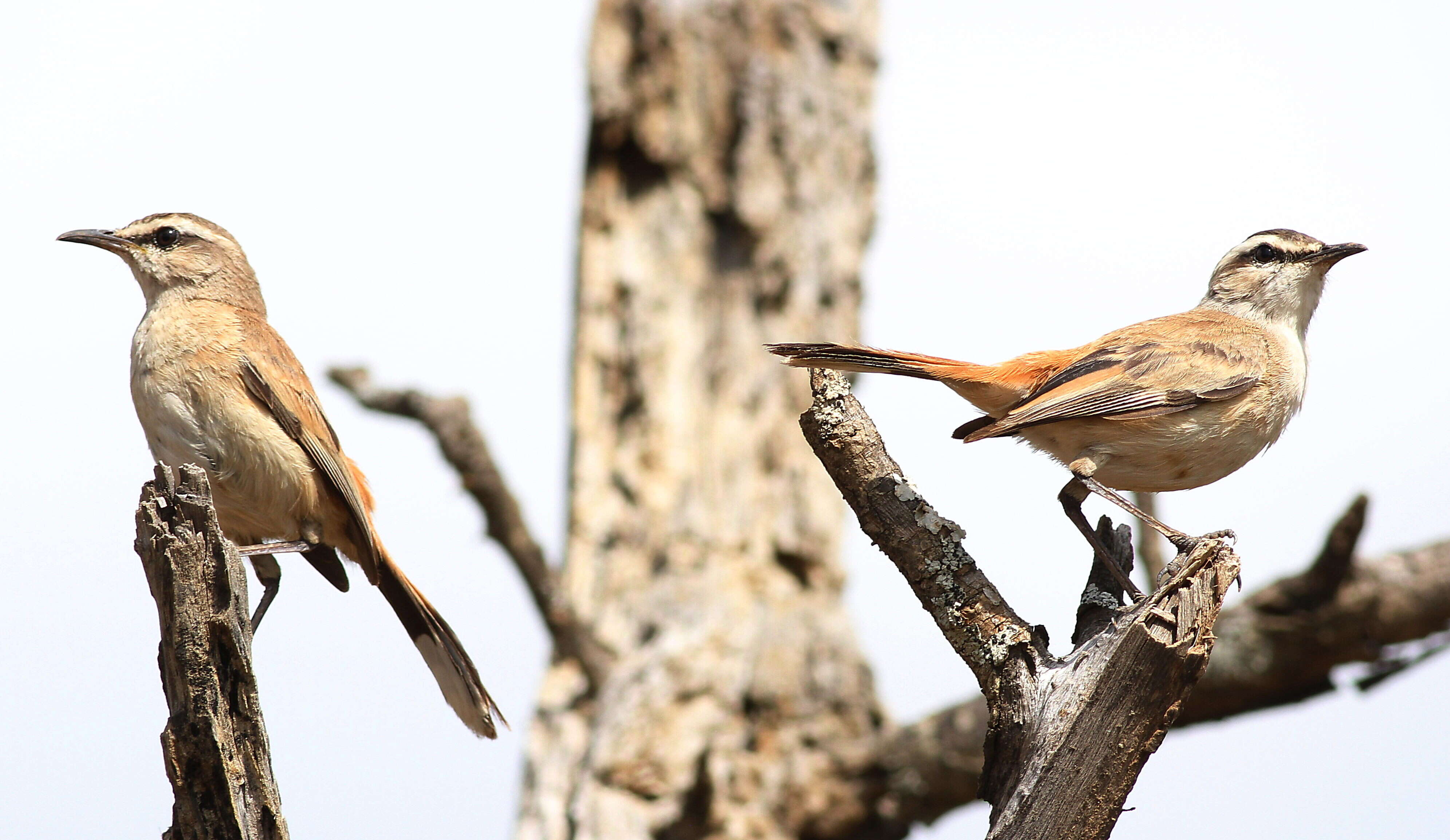 Image of Kalahari Scrub Robin