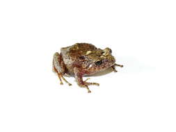 Image of Bogota Robber Frog