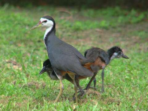 Image of White-breasted Waterhen