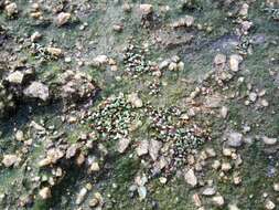 Image of eight-stamened waterwort