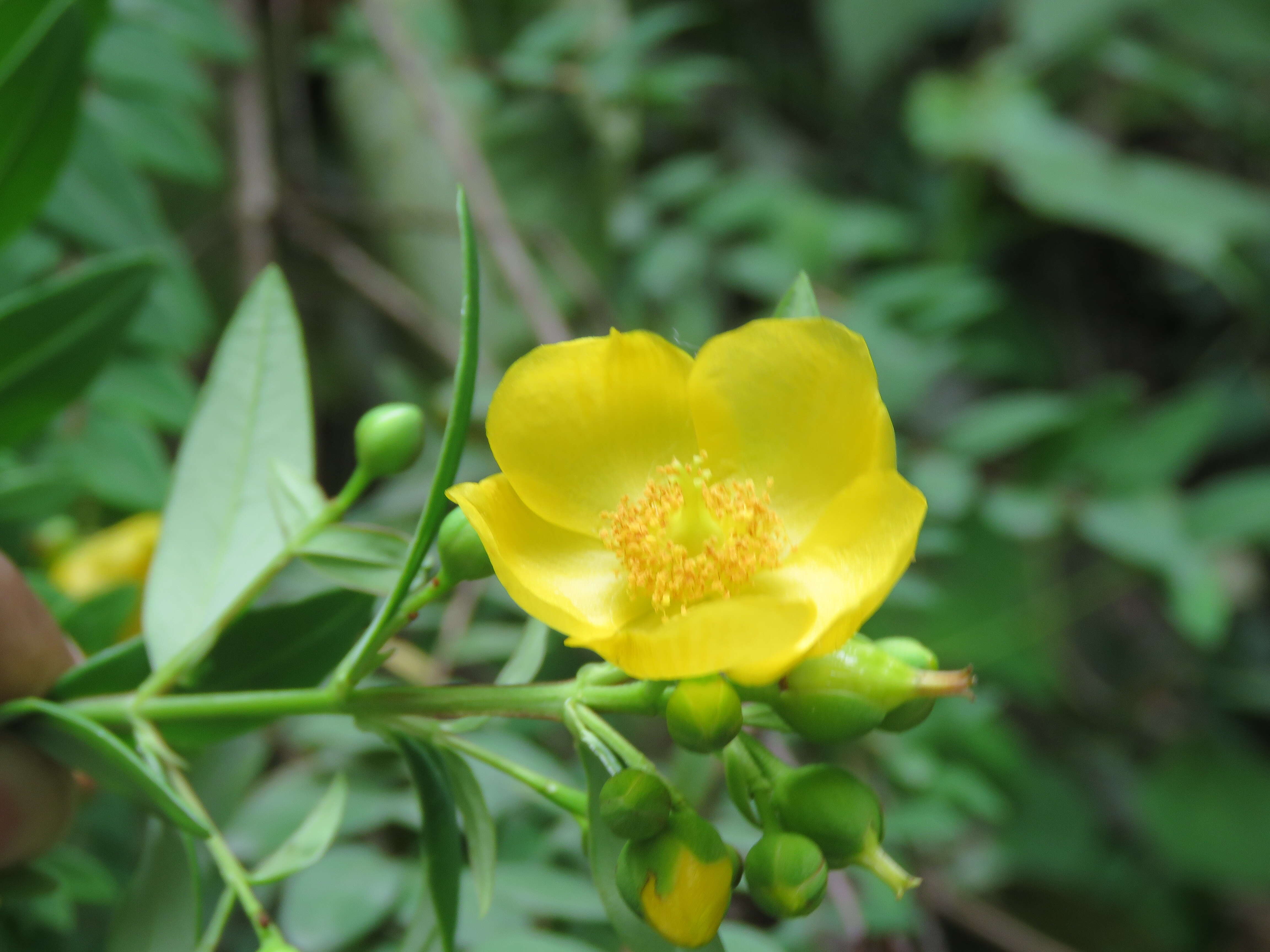 Image of Hypericum oblongifolium Choisy