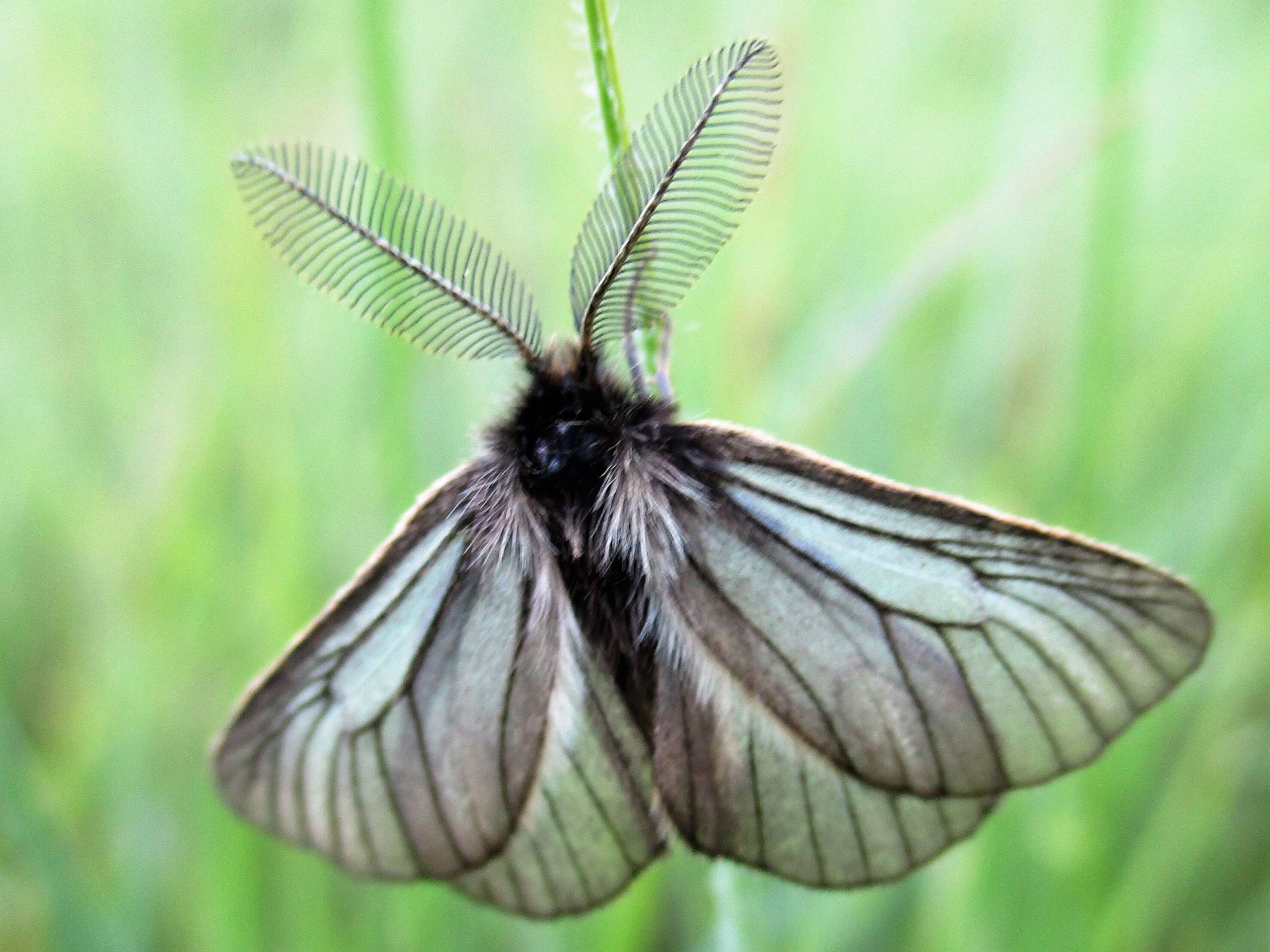 Penthophera morio Linnaeus 1767的圖片