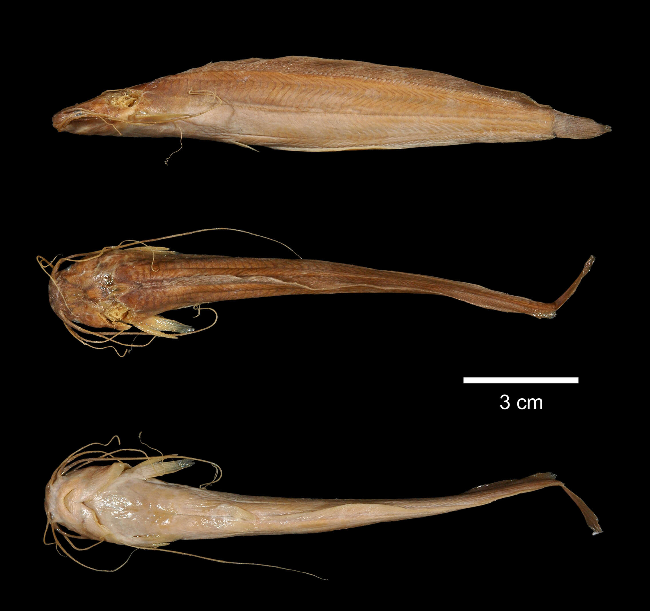 Image of labyrinth catfishes