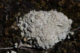 Image of Cow pie lichen