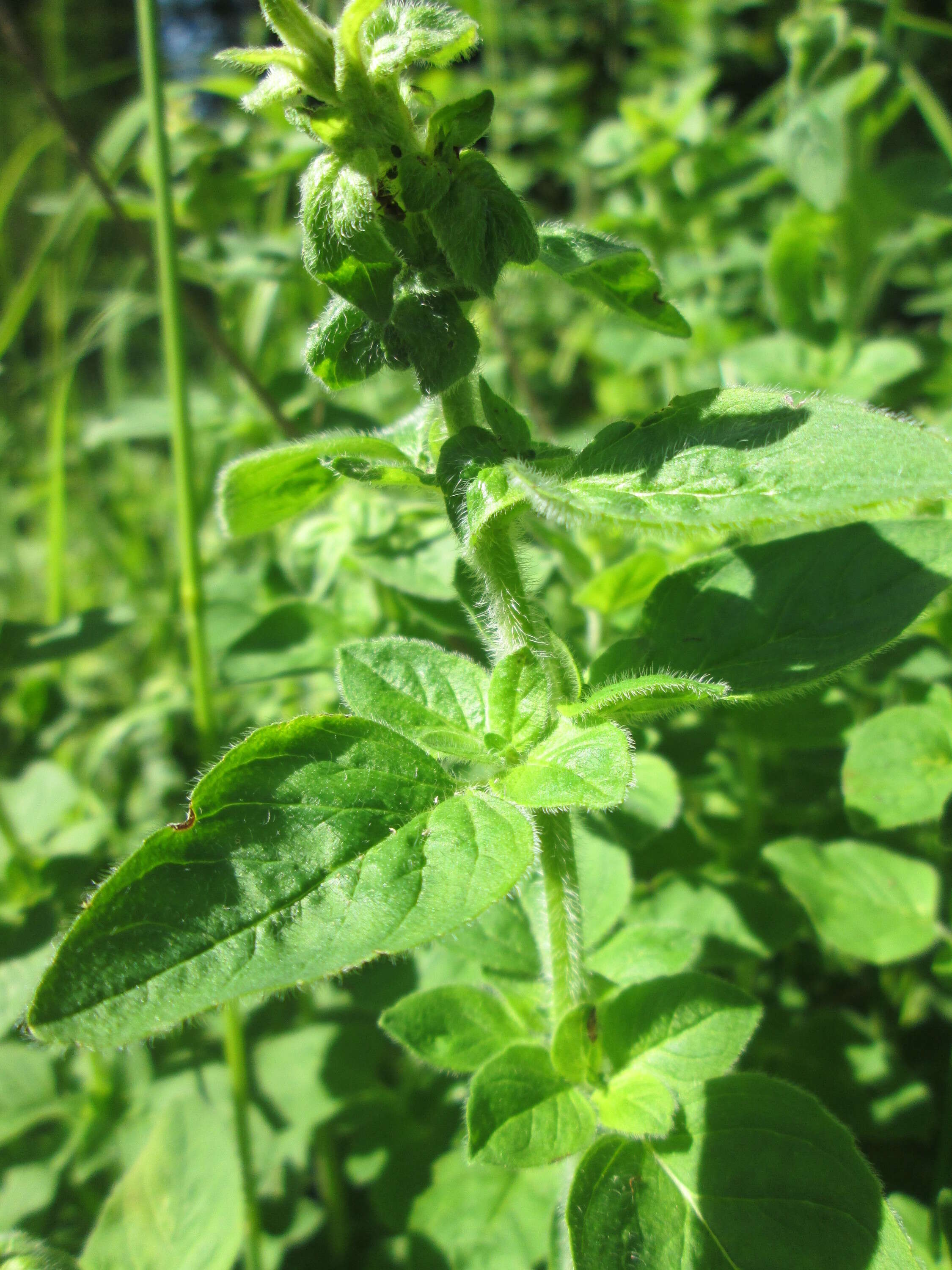 Image of oregano