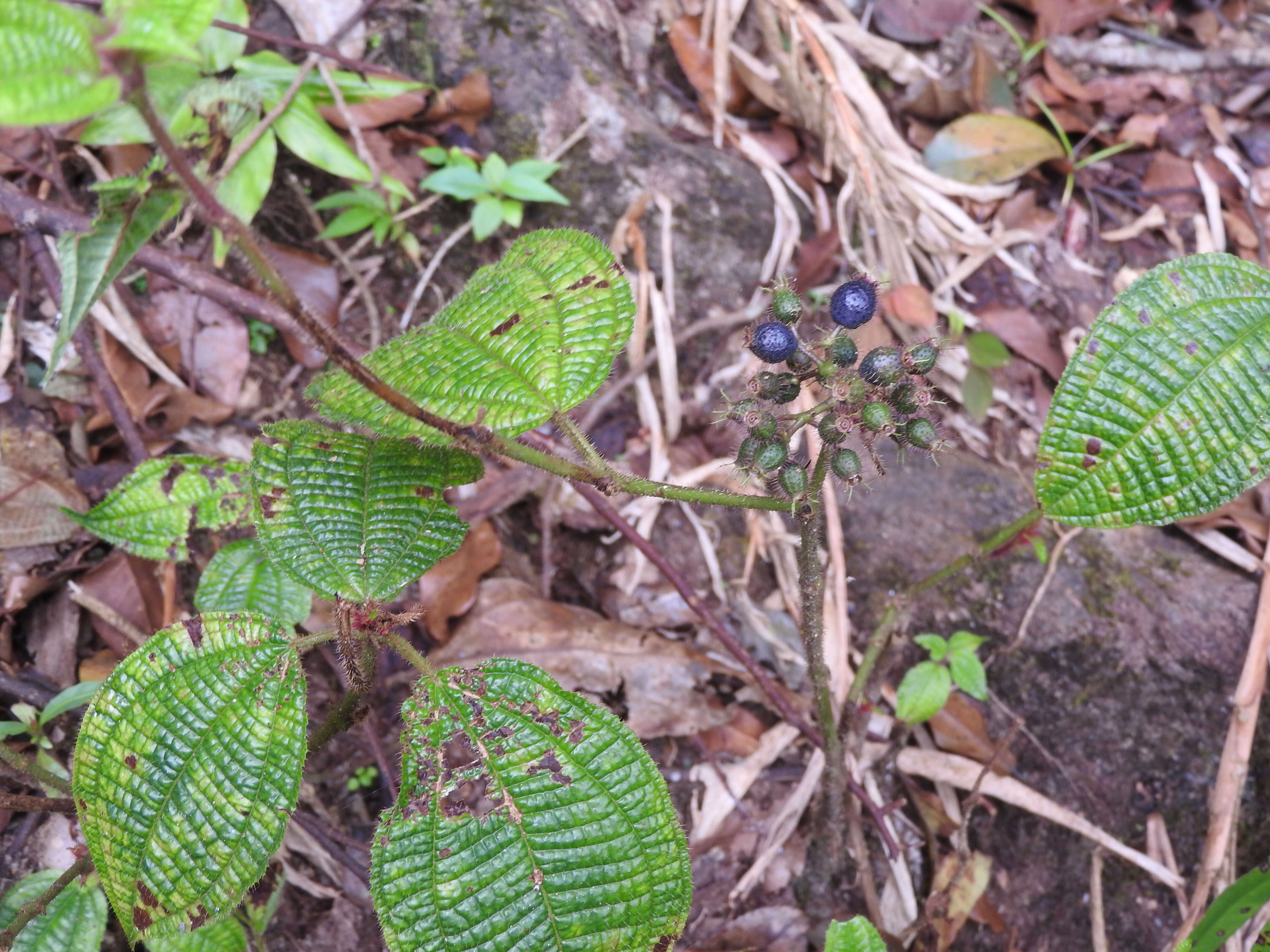 Image of soapbush