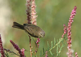 Image of Mountain Chiffchaff