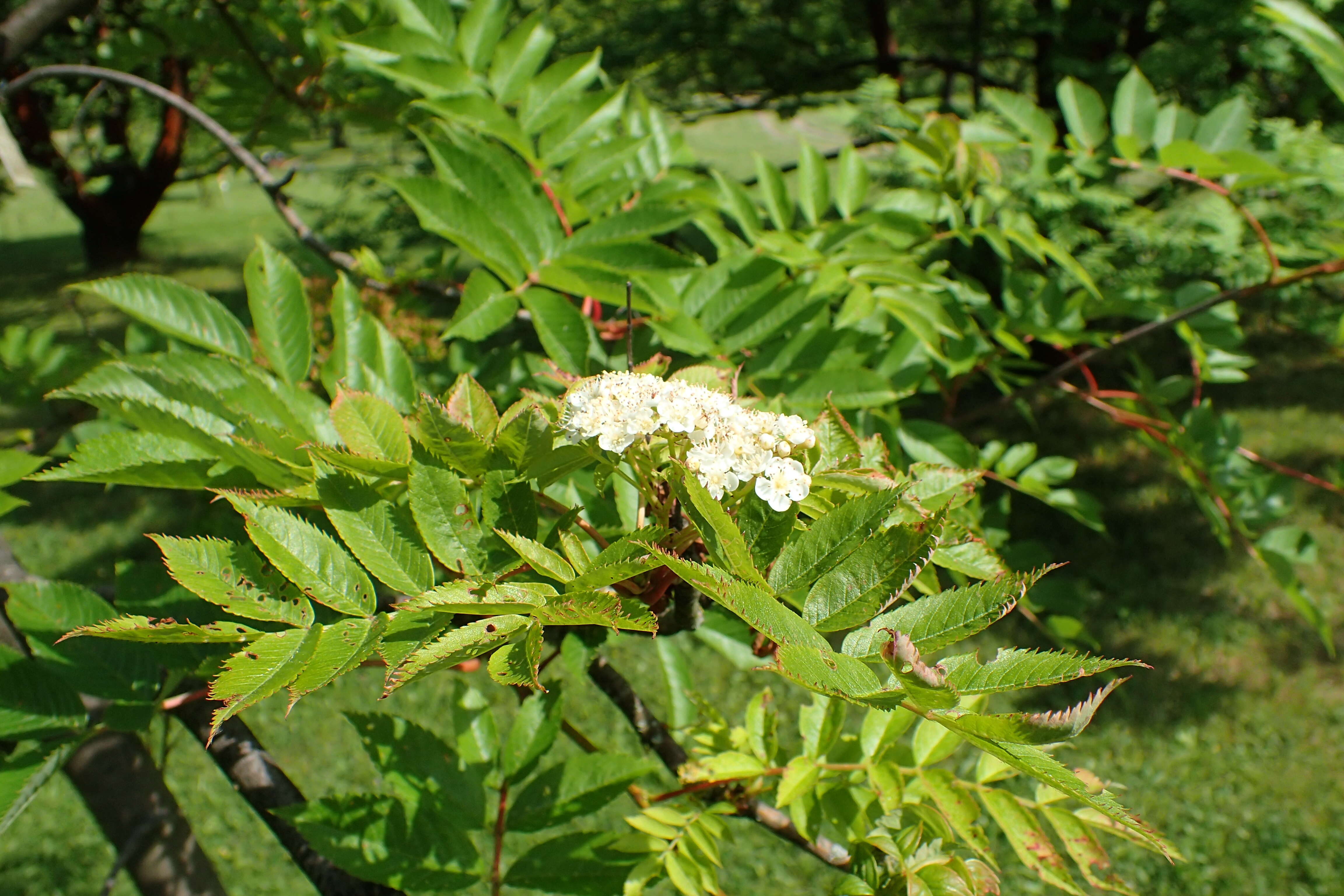 Image of Japanese Rowan