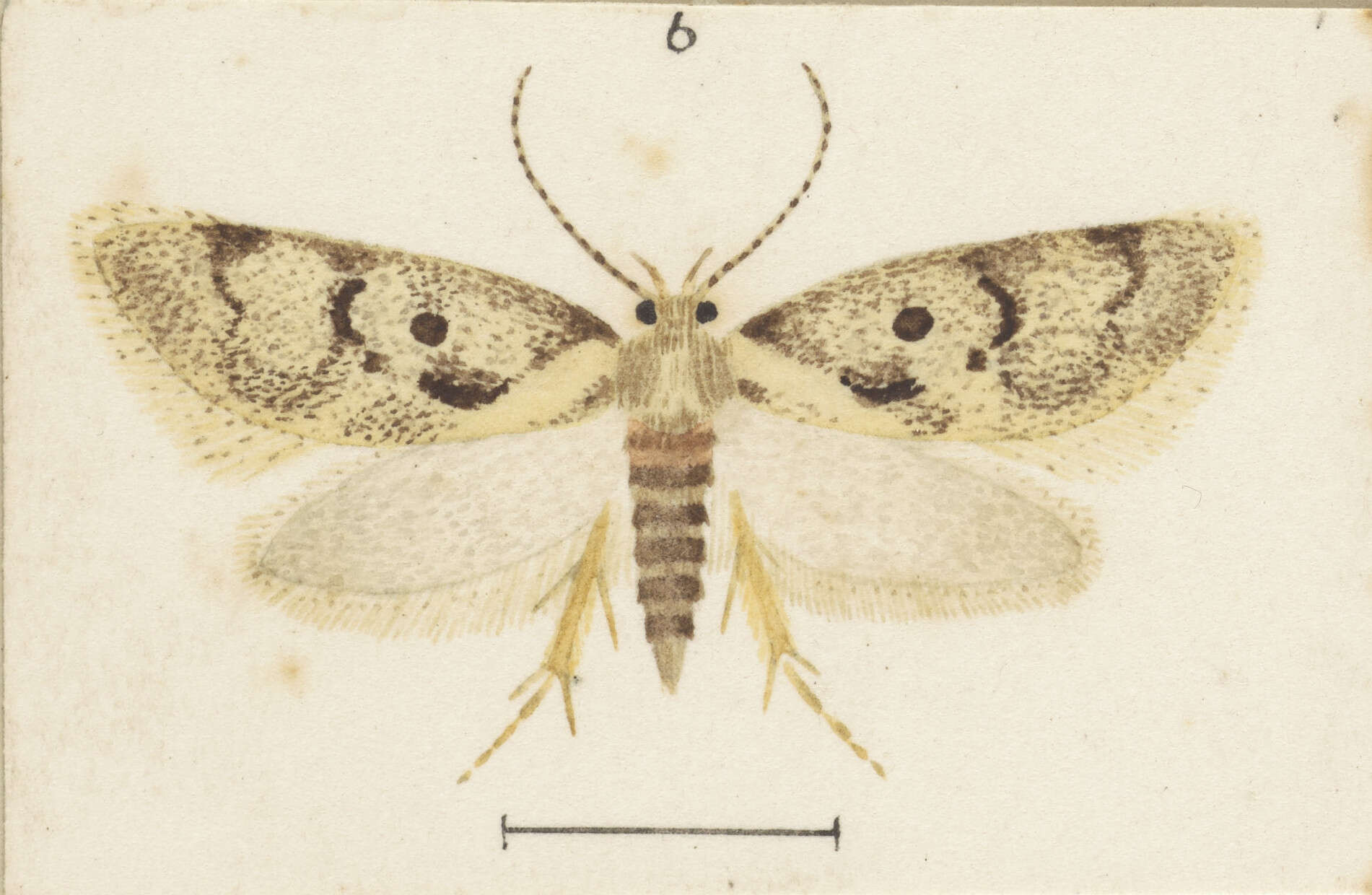 Слика од Tingena ancogramma