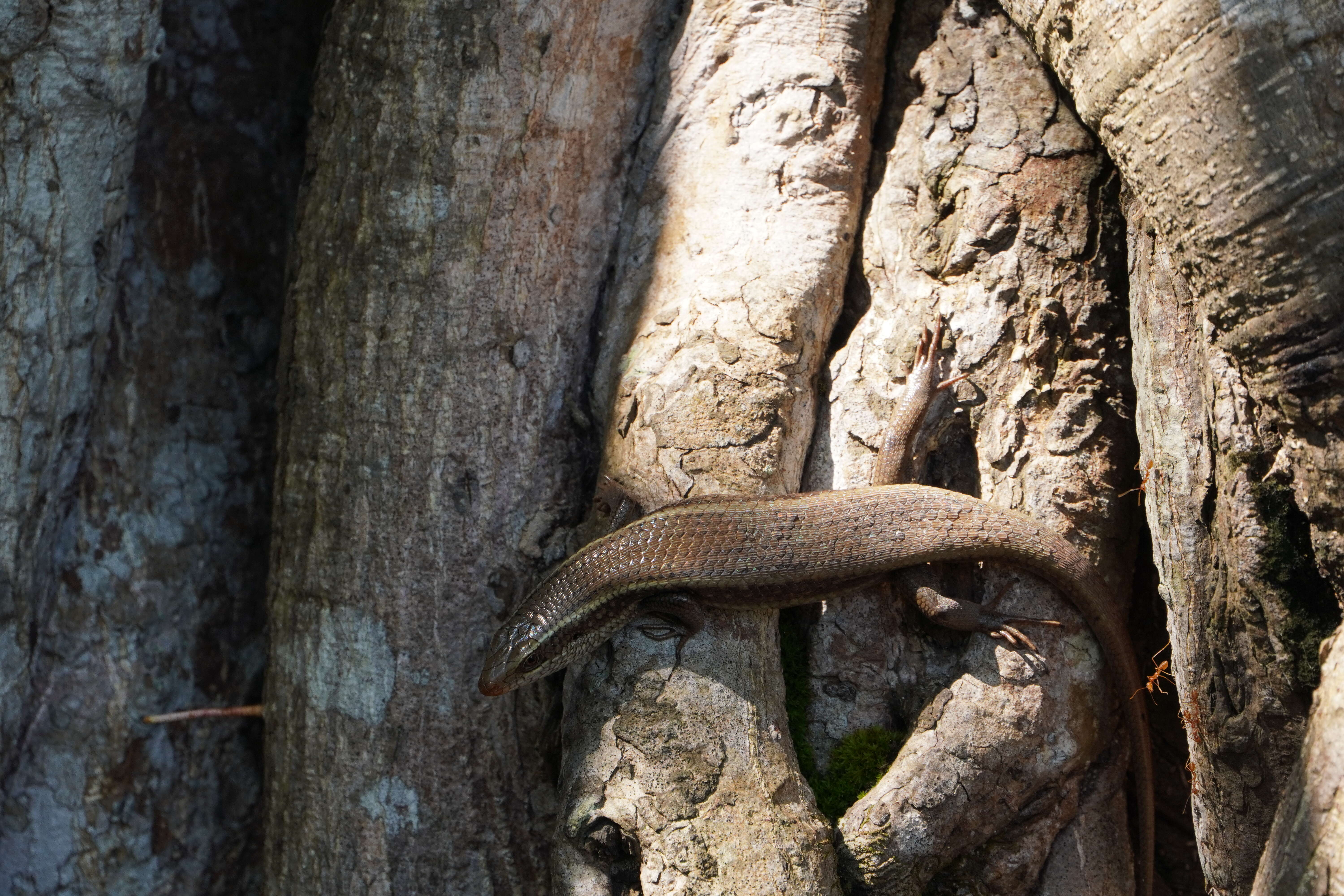 Image of Allapalli Grass Skink