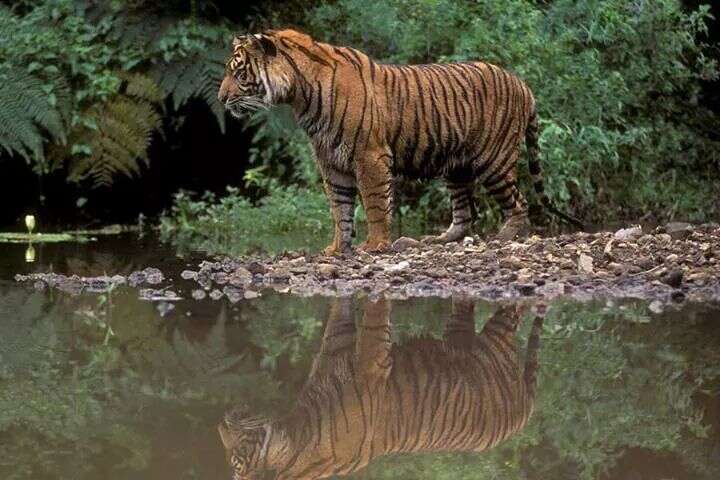 Image of Sumatran Tiger