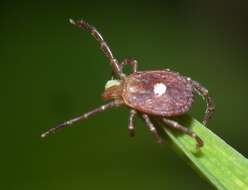 Image of Lone Star Tick