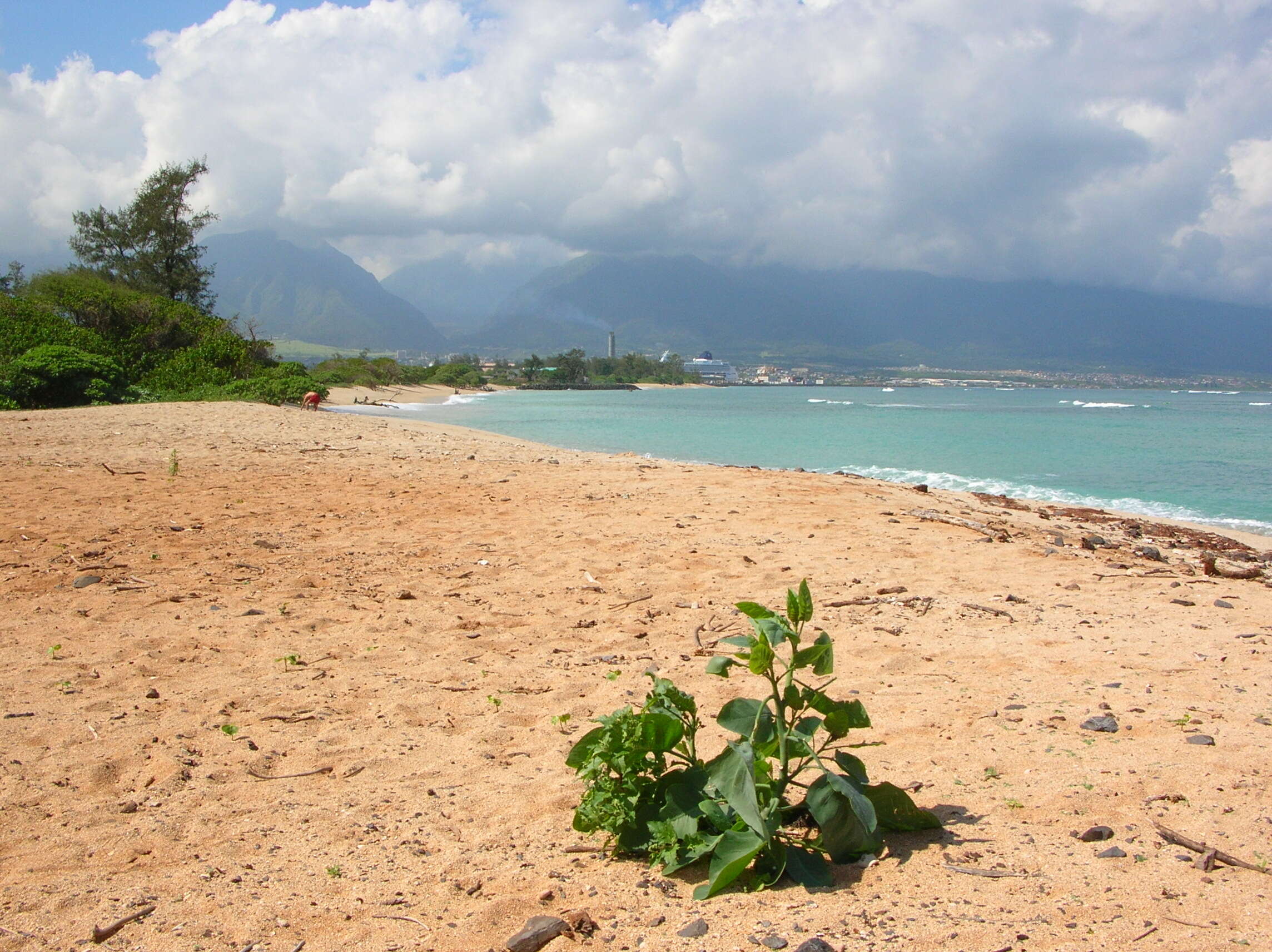 Image of tree tobacco