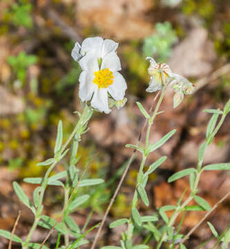 Image of White Rock-rose